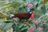 Montezuma Oropendola